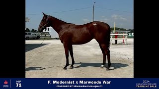 CTHSON 2024  Hip 71  F Modernist x Marwoods War [upl. by Lacim]