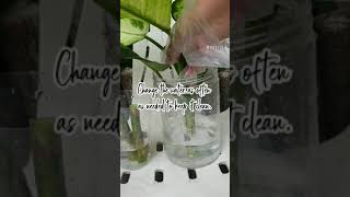 Quick amp Easy Dieffenbachia Propagation 2 Weeks Update shorts planttips dieffenbachia foryou [upl. by Ennayram]