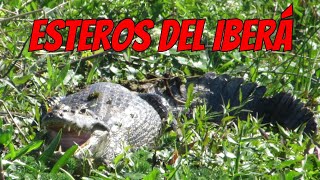 ESTEROS DEL IBERÁ amp CHACO🦔 🌴 te van a deslumbrar con su flora y fauna espectacular [upl. by Adnaluoy333]