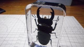 オオクワガタ樹脂標本 ぺやんぐ製作記 Lets make the resin specimens of stag beetle [upl. by Casabonne194]