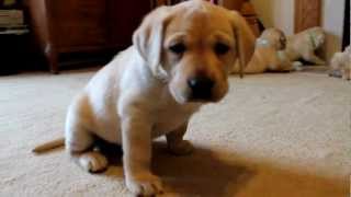 Yellow Labrador Retriever Puppies playing 6 weeks CUTE explosion BucABuc Farm [upl. by Isac]