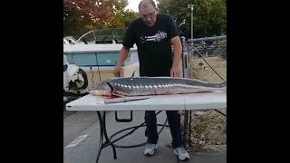 HOW TO CLEAN A STURGEON [upl. by Desma]