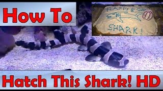 🦈 How to Hatch a Bamboo Shark Full HD [upl. by Leynad]