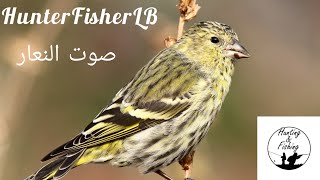 صوت النعار الليكرا أو الطرنجان  نقي جداً Sound Of Eurasian Siskin Canto del Lucherino Richiamo [upl. by Hearsh]