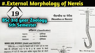 External Morphology of Nereis in hindi  Nereis Part1  BSc 3rd year Zoology 5th Semester [upl. by Assilen]