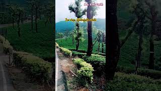 Tea shop Waterfalls estate Must take tea and relax for sometime Way to Valparai valparai [upl. by Anaujnas]