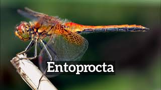 How Does Entoprocta Look  What is Entoprocta  How to Say Entoprocta in English [upl. by Eecal]