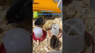 Chick pullets cutechickens homestead [upl. by Rehpinej]