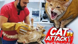 YENİ KEDİ SALDIRISI Diş Tırnak amp Pençe Yedik  cat attack  menalcicek TheVet [upl. by Cheri329]