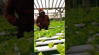 Hydroponic System Is a Future Farming shortvideo shorts short hydroponics [upl. by Ahsitak]