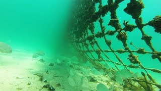 What Lies Beneath  Coogee Beach Shark Net [upl. by Edison]