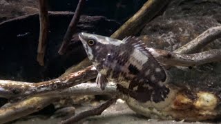 Ctenopoma weeksii Mottled Bushfish on the hunt [upl. by Tryck]