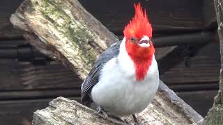 Redcrested Cardinal [upl. by Thane523]