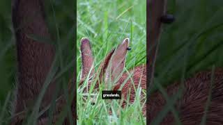 Cottontail rabbit creature feature part 2 shortsvideo shortsfeeds shorts [upl. by Arretak890]