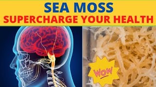 Health Benefits Of Sea Moss Irish Moss  Dr Sebi Recommends Sea Moss [upl. by Aurthur]