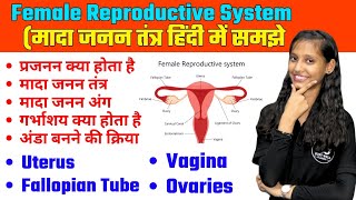 Female Reproductive System In Hindi  Menstrual Cycle  Uterus  Ovary  Fallopian Tube  Ovulation [upl. by Hegyera]