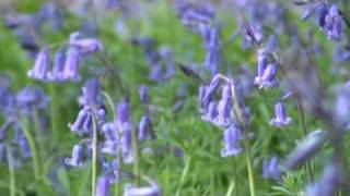 English Bluebells in a wood April 2011 [upl. by Scutt]