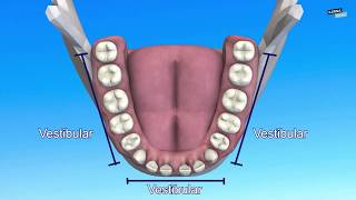 Partes de los dientes [upl. by Eustis]