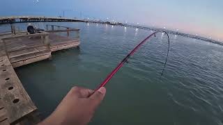 Drum caught at Cosway Pier [upl. by Autry]