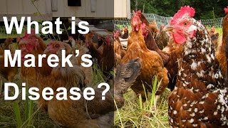 What is Mareks Disease Should you be worried [upl. by Iliak]