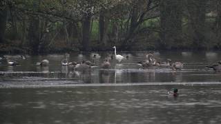 Natuurwandeling de Mosbulten [upl. by Irish]