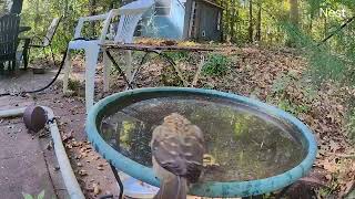 nice view of female rose breasted grosbeak in the bird bath [upl. by Cordalia64]