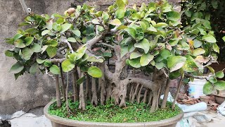 Ficus Benghalensis Bonsai  50 Years Old [upl. by Eimoan703]