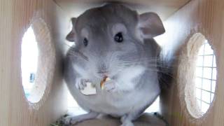 Chinchilla and Yummy Nut [upl. by Adnolor]