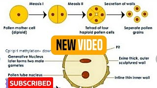 Chapter2Microsporogenesis and development of Male gametophyteBiology 12thNcert [upl. by Marshall]