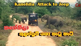 elephant attack kanehila at kaudulla national park [upl. by Saxon]