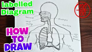 Respiratory system Diagram  How to draw human respiratory system labelled diagram easy drawing [upl. by Yerdua30]