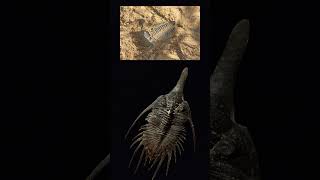 Mysterious Trilobites dinosaur giggleandlearn toddlers giggleandlearn [upl. by Entwistle727]