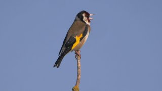 European Goldfinch Singing [upl. by Bausch]