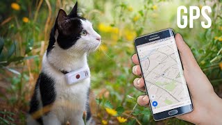 Meilleur Collier GPS Chat 2021 [upl. by Gingras]