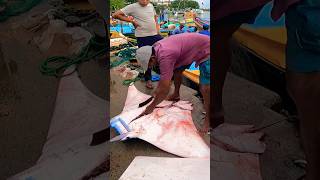 95KG Huge Devil Ray fish cutting devilray fishcutting shorts [upl. by Inneg609]