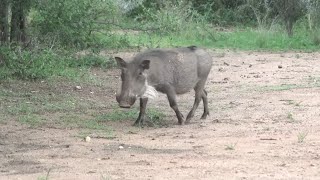 BURRO ATACA JAVALI SEM DÓ  Vídeos Incríveis de Animais [upl. by Hsotnas541]