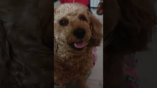 Bhola bhala tha dog pets shorts love music cute shortsvideo youtubeshorts trending [upl. by Shewmaker]