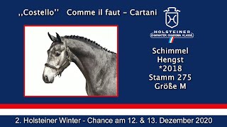 2 Holsteiner WinterChance  Nr 37 Costello [upl. by Ulphiah]