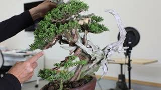 Koji Hiramatsu Takamatsu Bonsai Channel [upl. by Attenwahs]