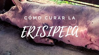 ERISIPELA porcina 🐷  causas síntomas tratamiento recomendaciones 👩🏻‍🌾  Mi Proyecto Porcino [upl. by Terrill]