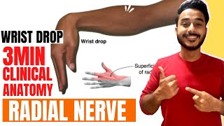 wrist drop anatomy radial nerve clinical anatomy  clinical anatomy of radial nerve wrist drop [upl. by Prudy916]