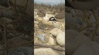 red wattled lapwing bird hatching  bird hatching  red wattled egg shortvideo redwattled [upl. by Guthrey]