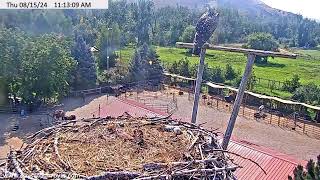 Dunrovin Nest Cam [upl. by Egidius753]