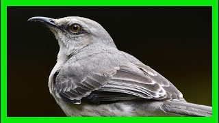 Northern Mockingbird Song Sound Voice Call Melody  Sinsonte Canto  Mimus Polyglottos [upl. by Malcah231]