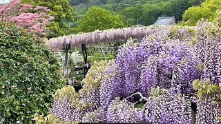 The beautiful Wisterias with Japanese style music [upl. by Stinson]