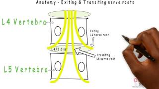 Basic Sciences  Exiting amp Transiting Lumbar nerve roots [upl. by Linkoski49]