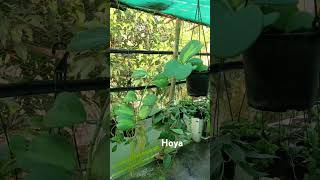 Hoya Growing Hacks Transform Your Plants Overnight welcome1c trending​ viral​ hoyalove reels [upl. by Leribag]