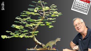 Dawn Redwood Bonsai Care Guide Easy Tips for Beginners [upl. by Rollet201]