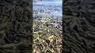 Too much fish fish season subscribe likesandshare toomuchfish [upl. by Ainomar]