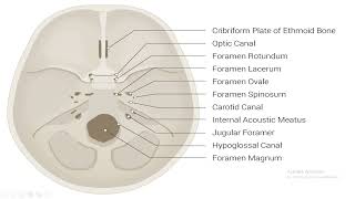 sphenoid bone part 2 [upl. by Natlus]